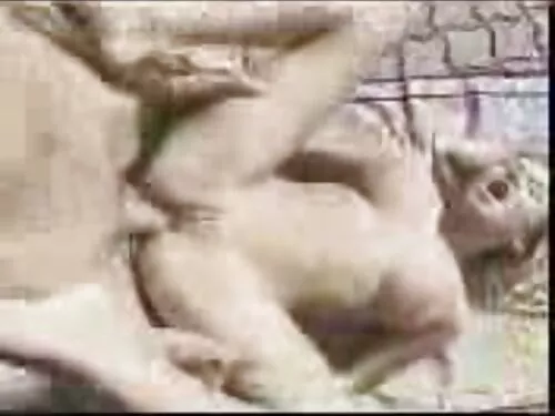 ரஷ்ய மணமகள் திருமணத் ...